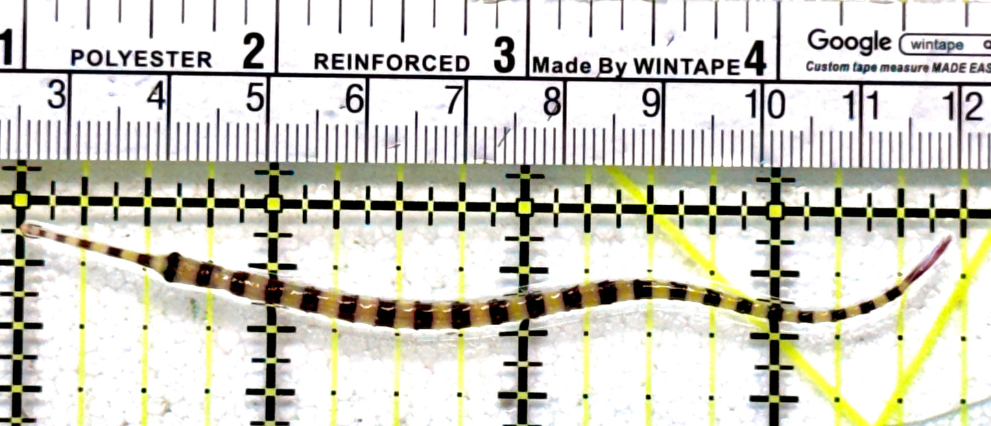 Banded Pipefish BP062801 WYSIWYG Size: 3.75"