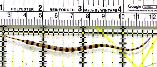 Banded Pipefish BP062801 WYSIWYG Size: 3.75"