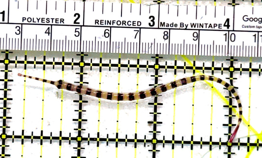 Banded Pipefish BP062802 WYSIWYG Size: 3.5"