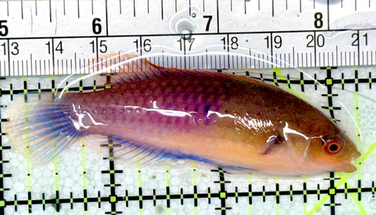 Blueside Fairy Wrasse BFW051001 WYSIWYG Size: L 3.25"