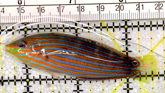 Melanurus Wrasse MW051001 WYSIWYG Size: L 3"