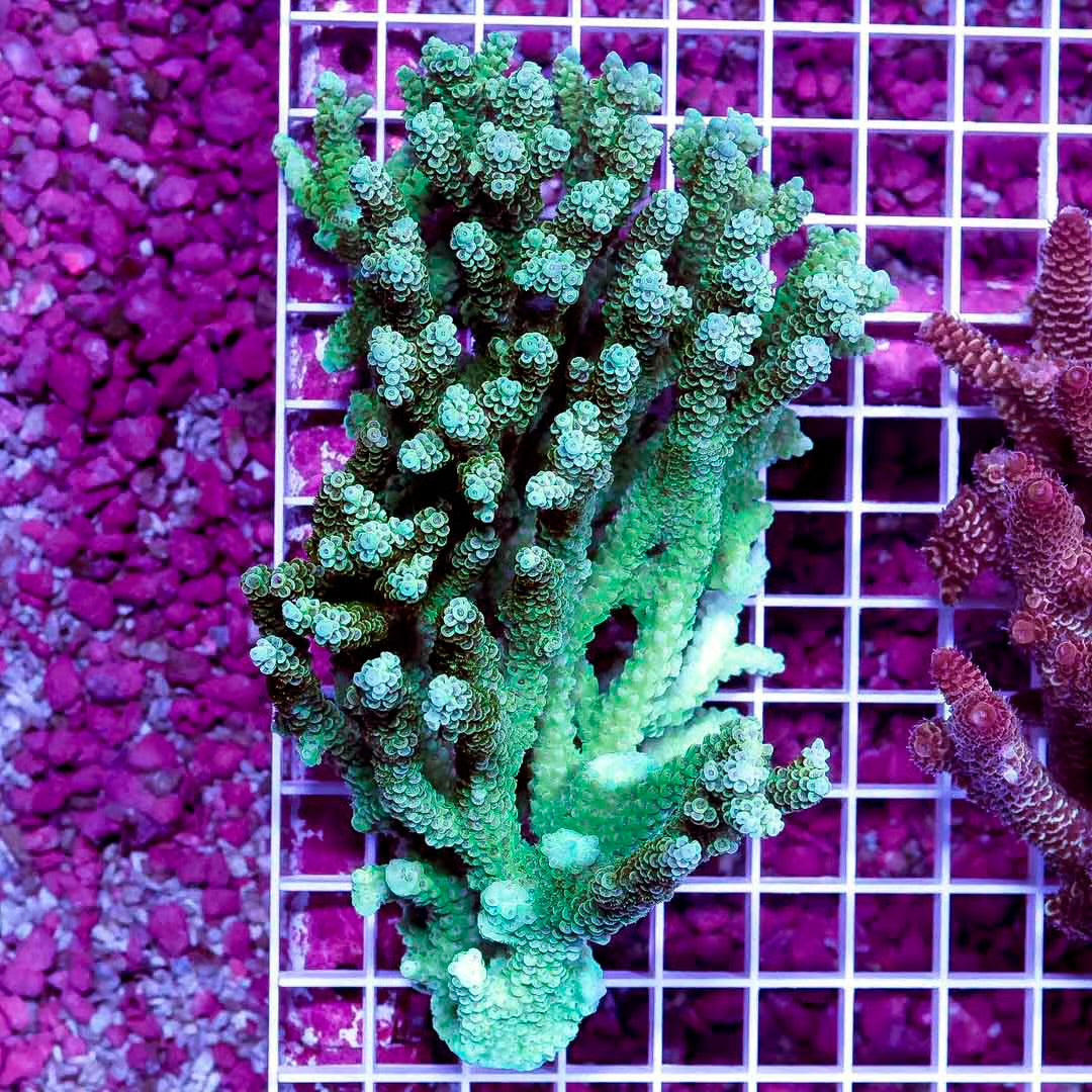 Ultra Aussie Acropora Mother Colony UAAMC092302 WYSIWYG