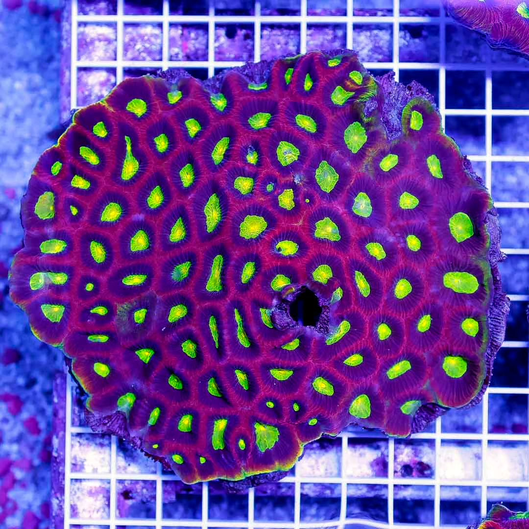 Aussie Prism Favia Mother Colony APFMC092301 WYSIWYG