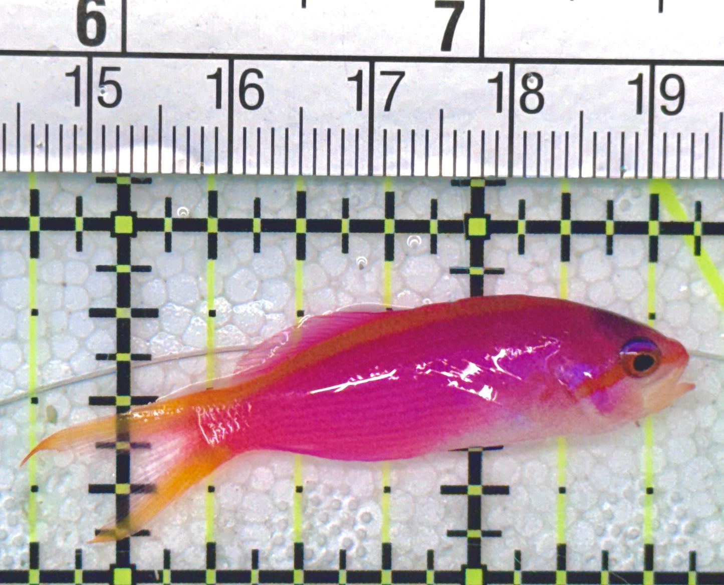 Purple Queen Anthias (Cebu) PQA051003 WYSIWYG Size: M 1.75"