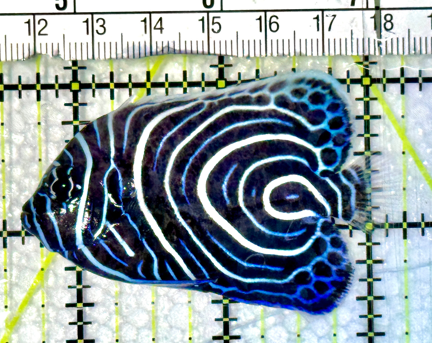 Emperor Angelfish Juvenile EA062302 WYSIWYG Size: M 2.5"