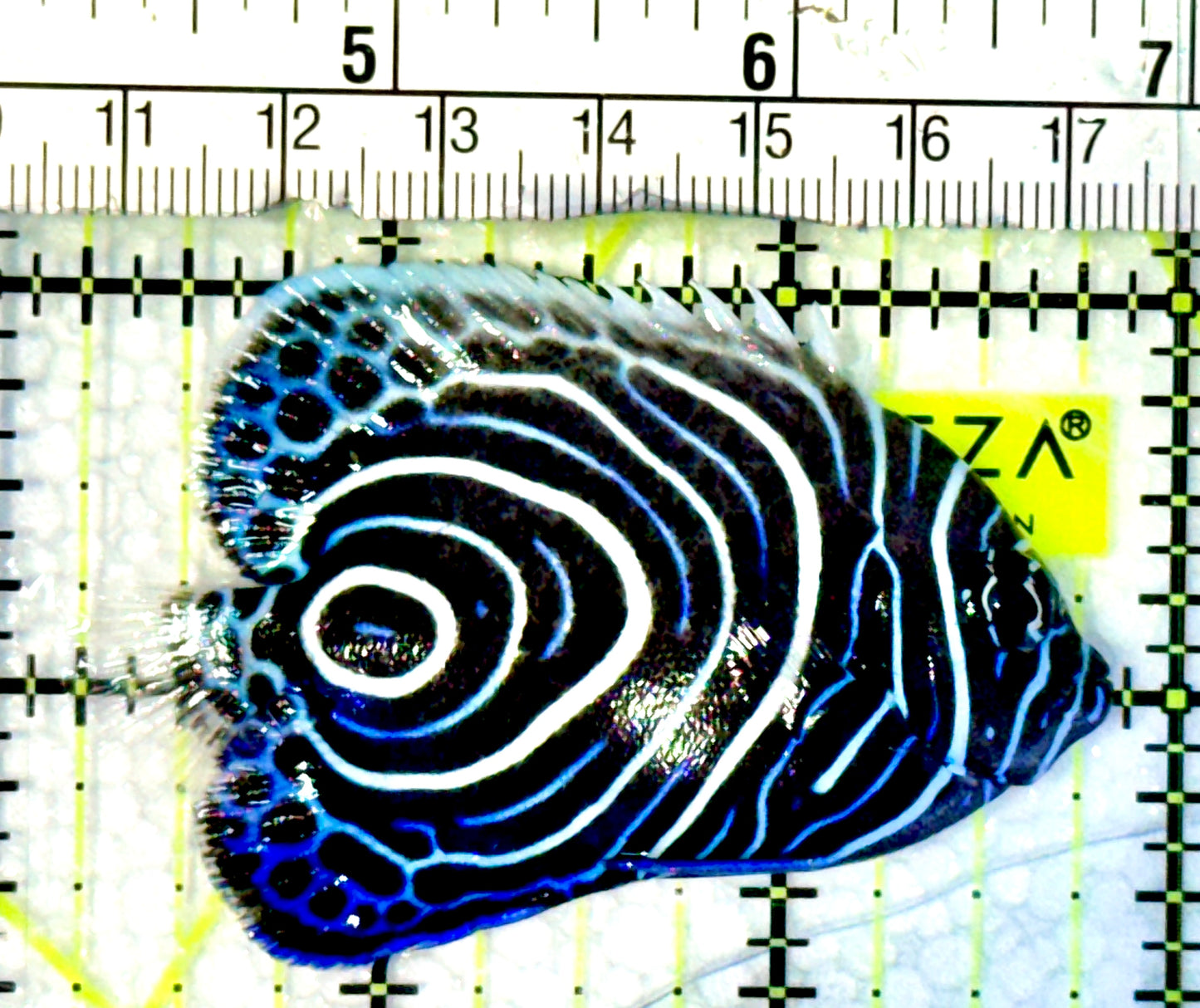 Emperor Angelfish Juvenile EA062302 WYSIWYG Size: M 2.5"