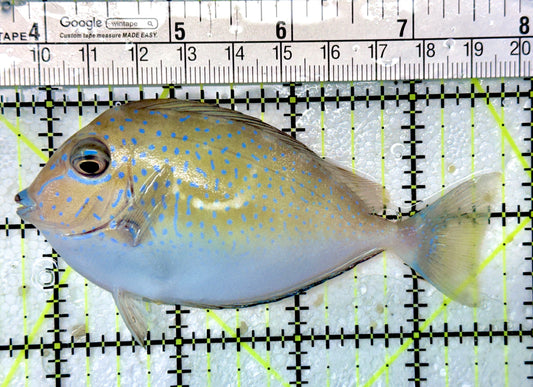 Vlamingi Unicorn Tang VUT051004 WYSIWYG Size: ML 4"