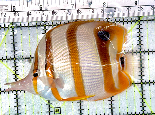 Copperband Butterflyfish CB051001 WYSIWYG Size: XL 4.5"