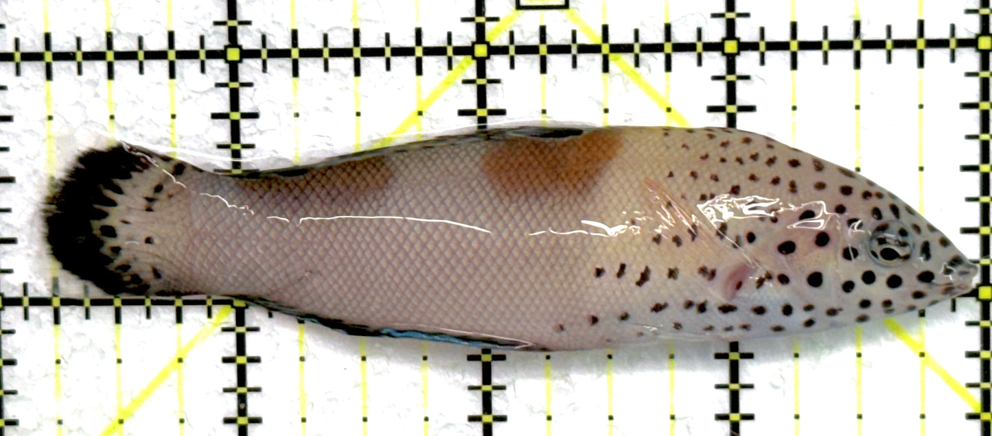 Twin Spot Juv Wrasse TSJW072301 WYSIWYG Size: M 3.75" approx