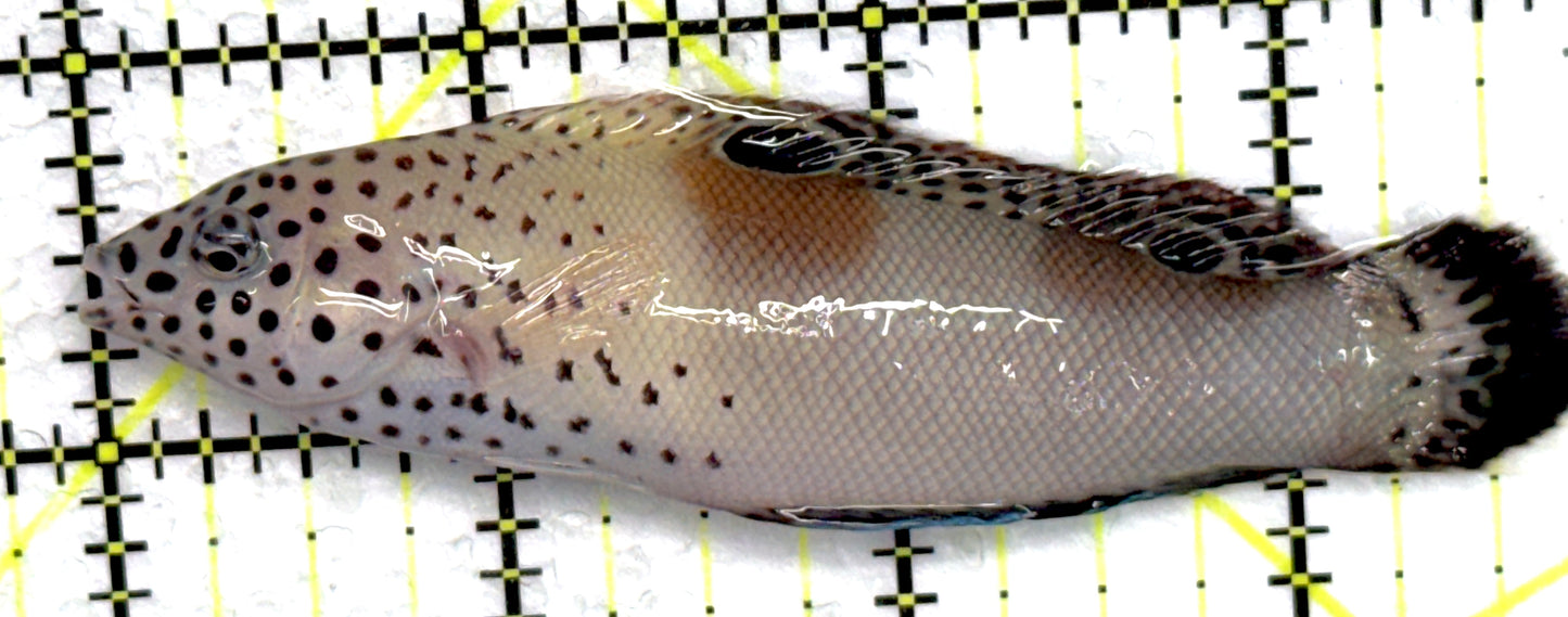 Twin Spot Juv Wrasse TSJW072301 WYSIWYG Size: M 3.75" approx