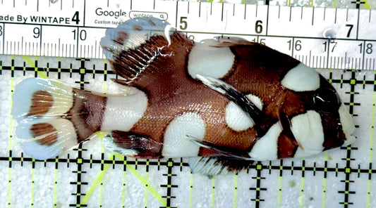 Harlequin Spotted Grunt Sweetlips HSGS051001 WYSIWYG Size: M 3.75"