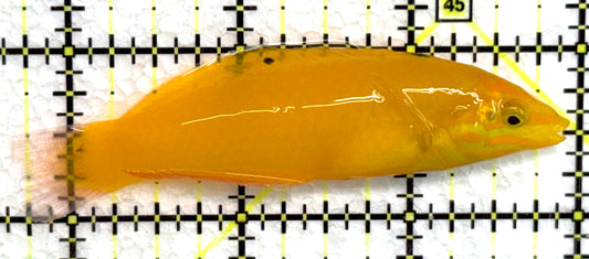 Yellow Coris Wrasse YCW072301 WYSIWYG Size: L 3.25" approx