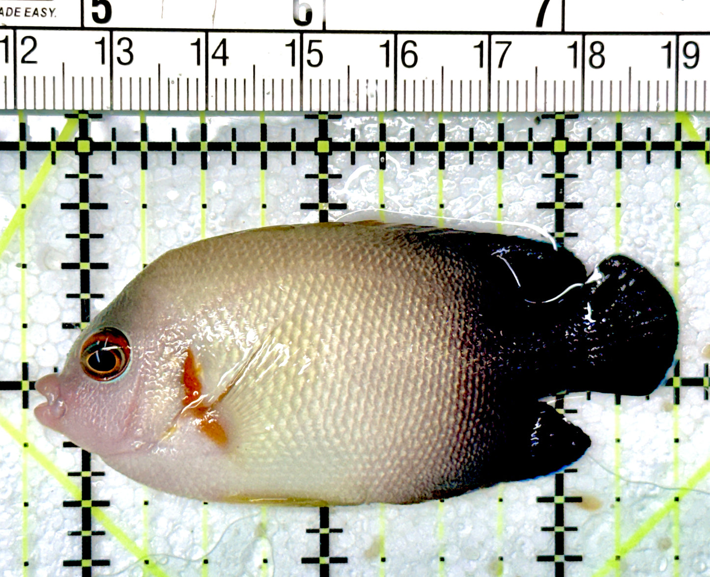 Half Black Vroliki Angelfish HBVA051001 WYSIWYG Size: ML 2.75"