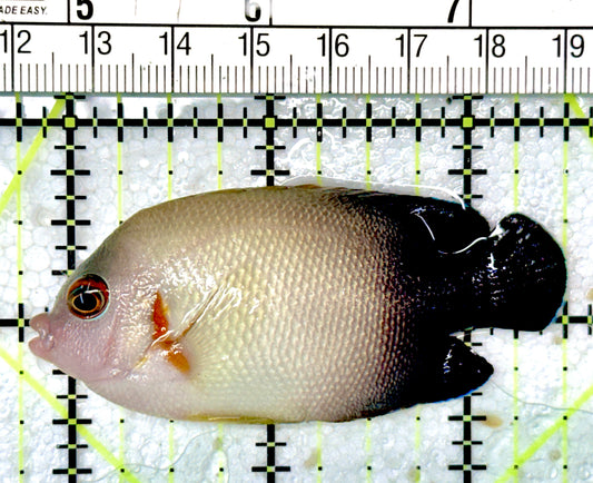 Half Black Vroliki Angelfish HBVA051001 WYSIWYG Size: ML 2.75"