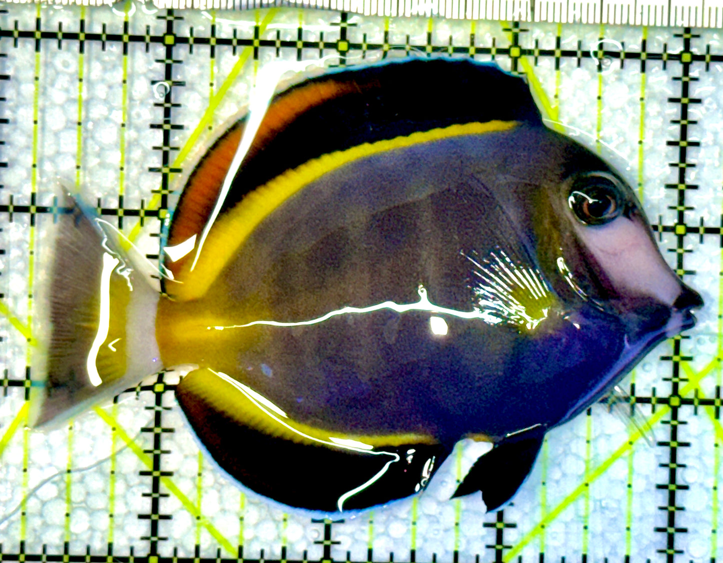 Powder Brown Tang PBT062301 WYSIWYG Size: M 3.75"