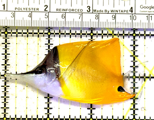 Yellow Longnose Butterflyfish YLB070601 WYSIWYG Size: L 3.25" approx