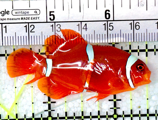 White Stripe Maroon Clownfish WSMC051002 WYSIWYG Size: S 2"