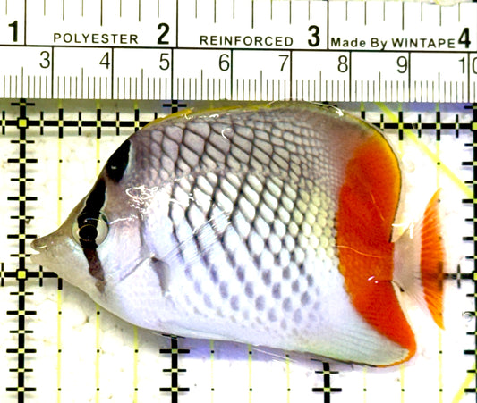 Pearlscale Butterflyfish PB070601 WYSIWYG Size S: 2.75" approx