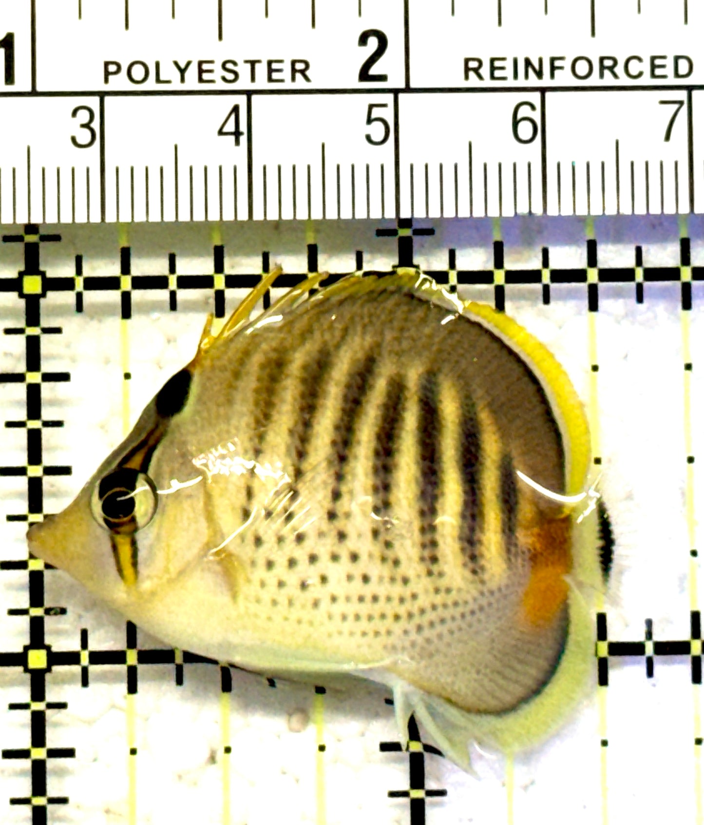 Punctato Butterflyfish PB070601 WYSIWYG Size: S 1.75" approx