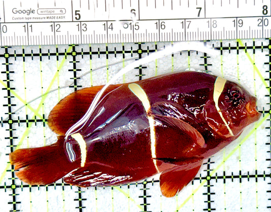 Gold Bar Maroon Clownfish Bali Grade A (Wild Caught) GBMC051001 WYSIWYG Size: L 3.75"