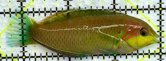 Moyer's Leopard Wrasse MLW072201 WYSIWYG Size: XL 3.25"