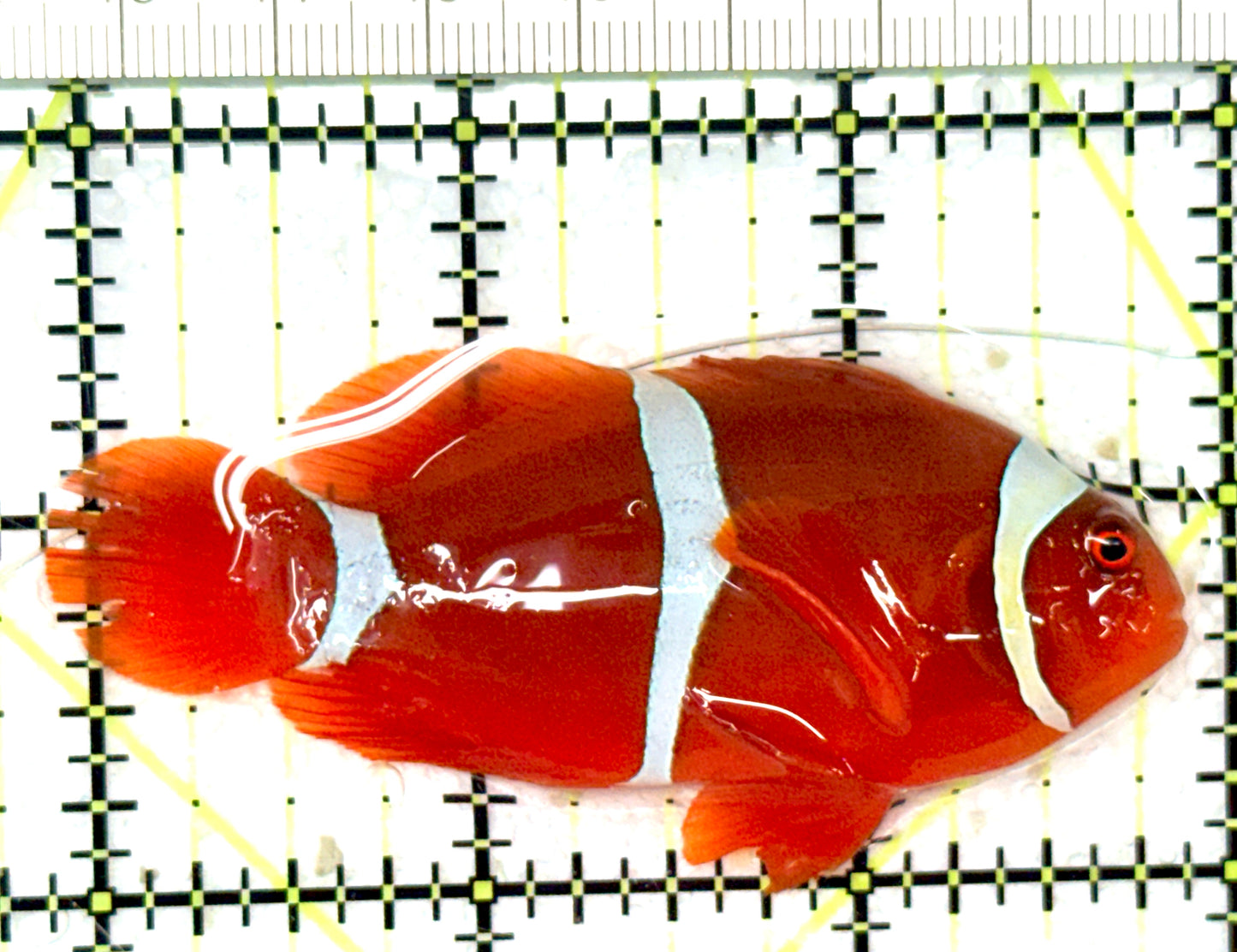 White Stripe Maroon Clownfish WSMC051001 WYSIWYG Size: L 3" approx