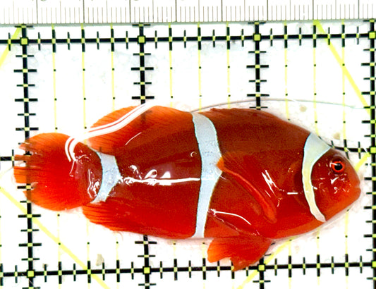 White Stripe Maroon Clownfish WSMC051001 WYSIWYG Size: L 3" approx
