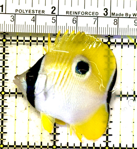 Teardrop Butterflyfish TB070601 WYSIWYG Size: M 2.25" approx