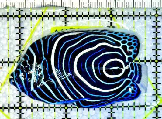 Emperor Angelfish Juvenile EA062303 WYSIWYG Size: L 3.25"