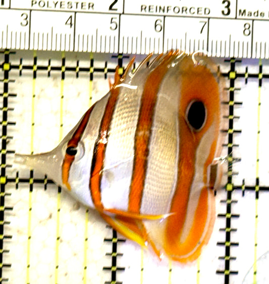 Copperband Butterflyfish CB070602 WYSIWYG Size: M 2.25" approx