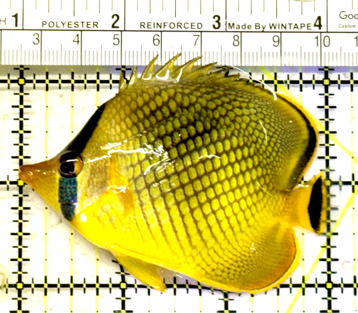 Raffle's Latticed Butterflyfish RLB070601 WYSIWYG Size: L 3.25" approx