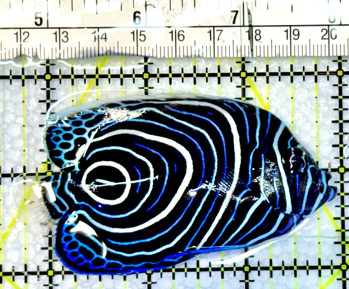 Emperor Angelfish Juvenile EA062303 WYSIWYG Size: L 3.25"