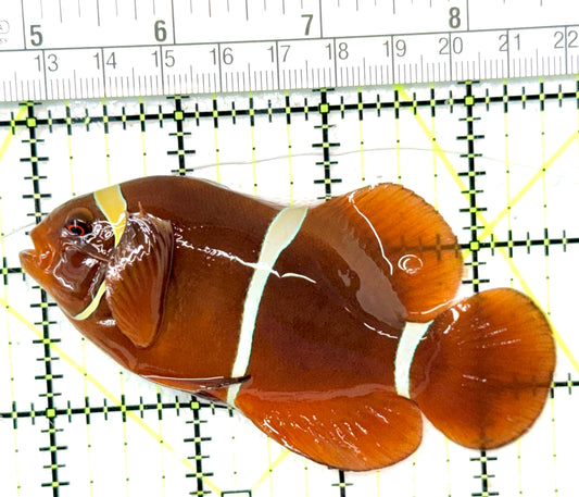 Gold Bar Maroon Clownfish Bali Grade A (Wild Caught) GBMCBGA051002 WYSIWYG Size: L 3.75" approx