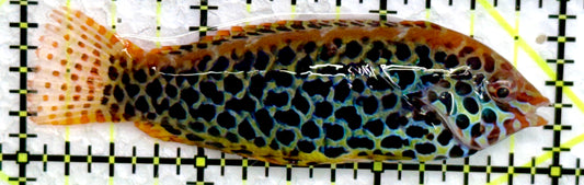 Meleagris Leopard Wrasse MLW072202 WYSIWYG Size: L 3"