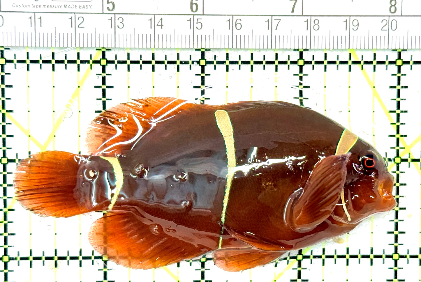 Gold Bar Maroon Clownfish Bali Grade A (Wild Caught) GBMCBGA051001 WYSIWYG Size: L 4" approx