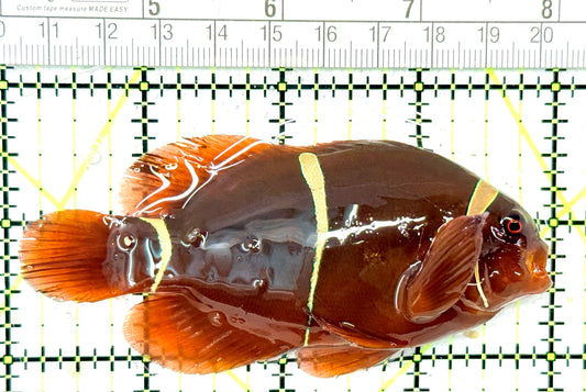 Gold Bar Maroon Clownfish Bali Grade A (Wild Caught) GBMCBGA051001 WYSIWYG Size: L 4" approx