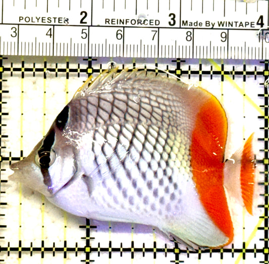Pearlscale Butterflyfish PB070602 WYSIWYG Size: S 3" approx