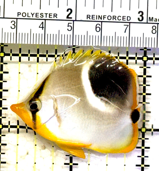 Saddleback Butterflyfish SB070601 WYSIWYG Size: M 2.25" approx