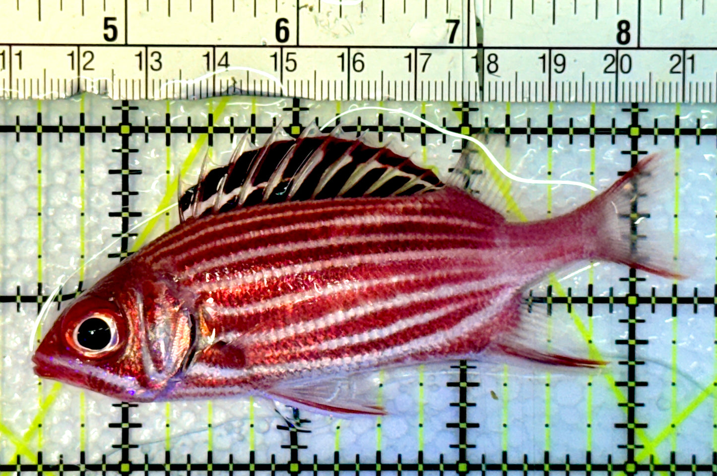 Striped Squirrelfish SS062301 WYSIWYG Size: M 4"