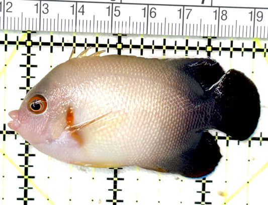 Half Black Vroliki Angelfish HBVA051001 WYSIWYG Size: ML 2.75" approx