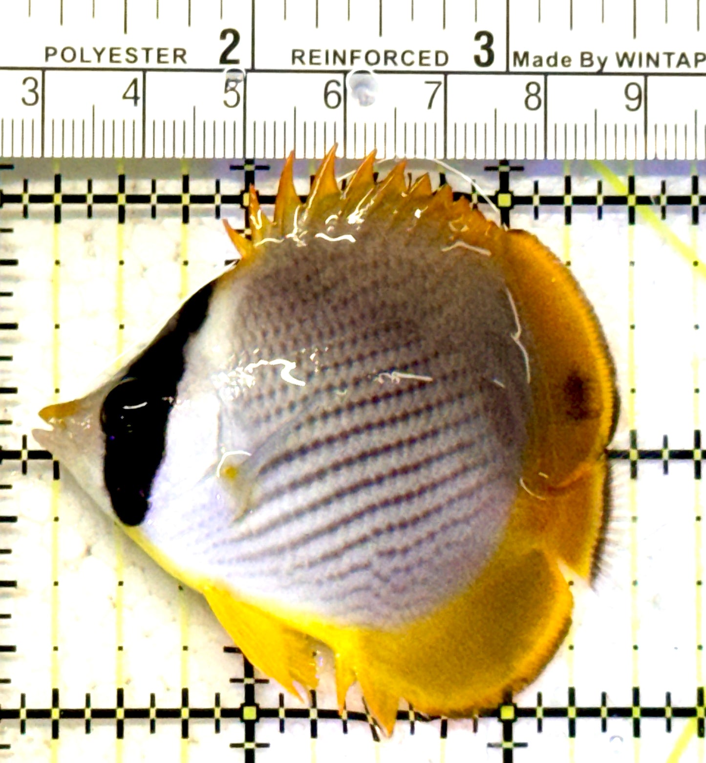 Philippine Panda Butterflyfish PPB070601 WYSIWYG Size: S 2.5" approx