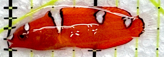 Red Coris Clown Wrasse Juvenile RCW072201 WYSIWYG Size: Tiny 1.75"