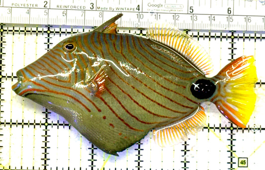 Undulated Triggerfish UT070601 WYSIWYG Size: XXL 5.5" approx