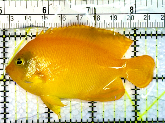 Herald's Angelfish HA062301 WYSIWYG Size: L 3.5"