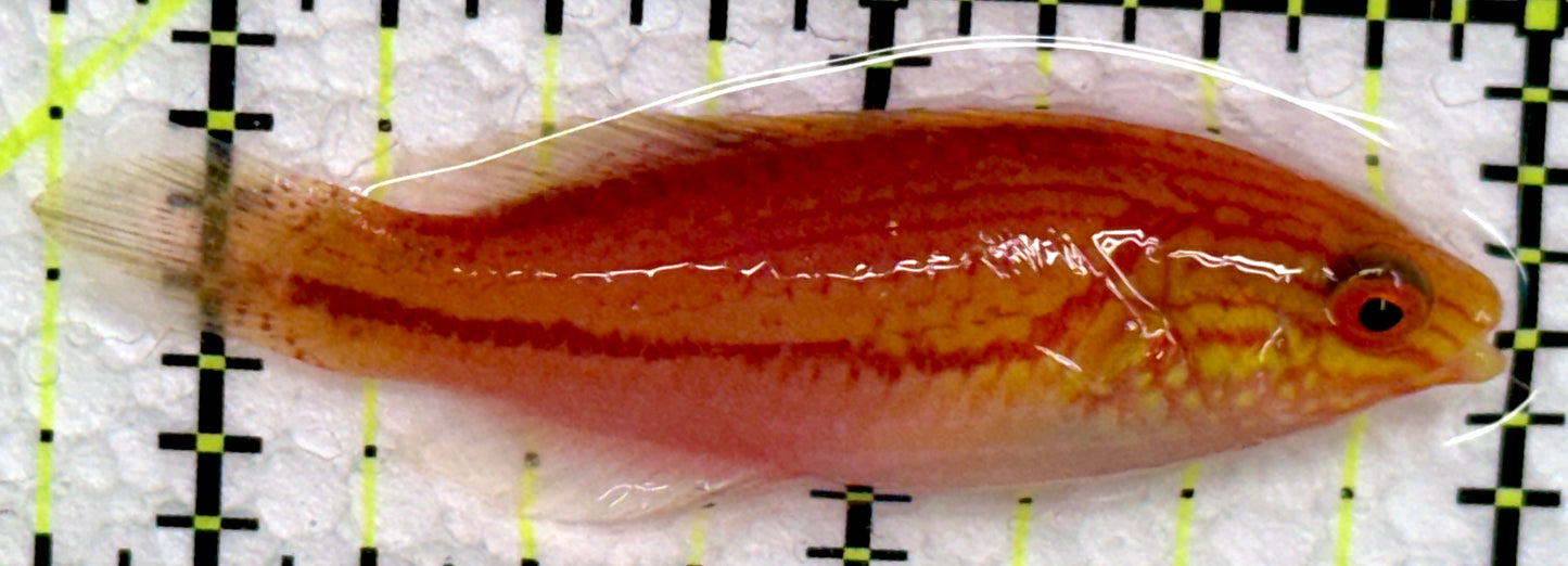 Pintail Fairy Wrasse PFW072201 WYSIWYG Size: L 2.25"