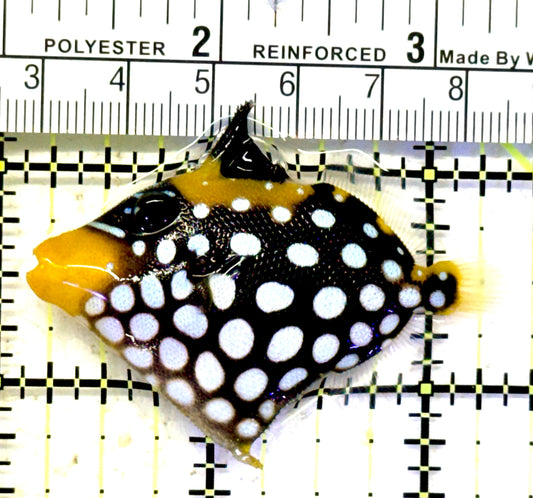 Clown Triggerfish CT070601 WYSIWYG Size: SM 2.25" approx
