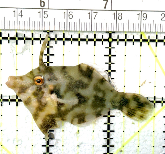 Aiptasia Eating Filefish AEF051001 WYSIWYG Size: M 2.25" approx