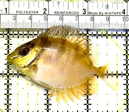 Scribbled Rabbitfish SR070602 WYSIWYG Size: S 2.75" approx