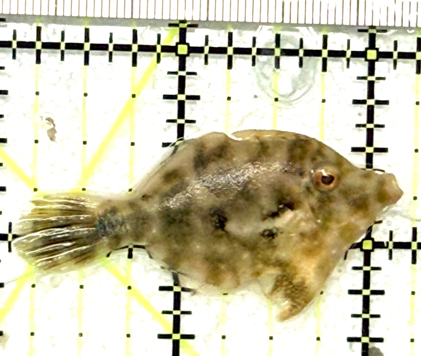 Aiptasia Eating Filefish AEF051003 WYSIWYG Size: M 2.25" approx