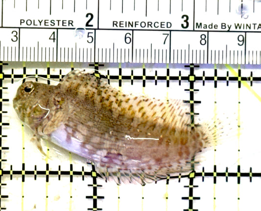 Lawnmower Blenny LB070601 WYSIWYG Size: XXL 2.5" approx